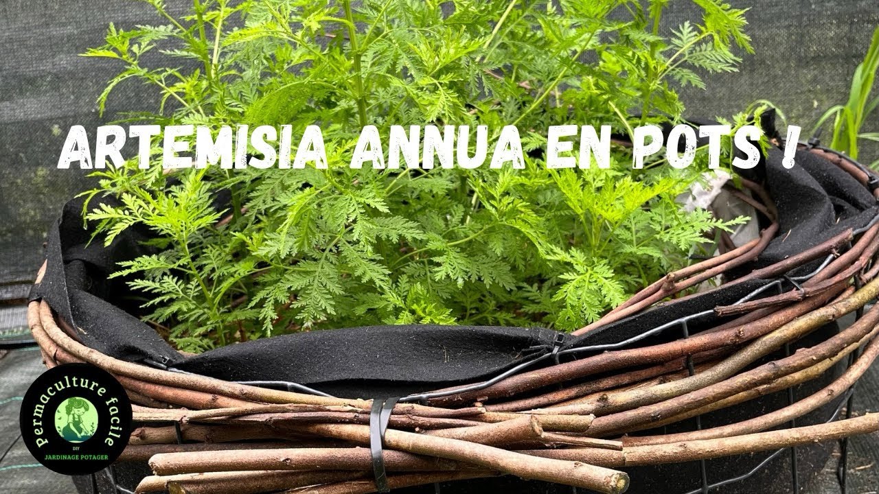 Artemisia en pot : Le secret que tout jardinier bio doit connaître ! 🌱