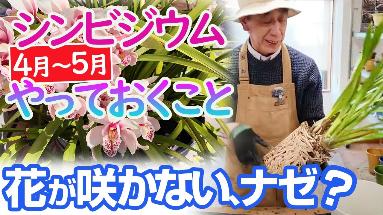 【シンビジウム4～5月手入れ】花が咲かない理由はコレ！簡単な解決法教えます