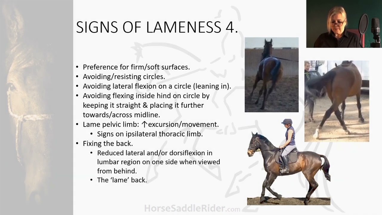 Recognising Equine Compensatory Gait & Lameness 4 min excerpt from the 1hr 20min webinar replay.