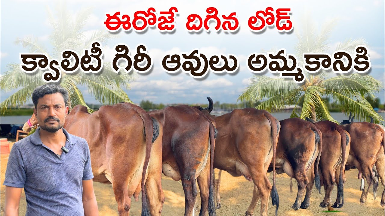  ఈరోజే దిగిన లోడ్ క్వాలిటీ గిరీ ఆవులు అమ్మకానికి | Gir Cows in Chintalkunta Market