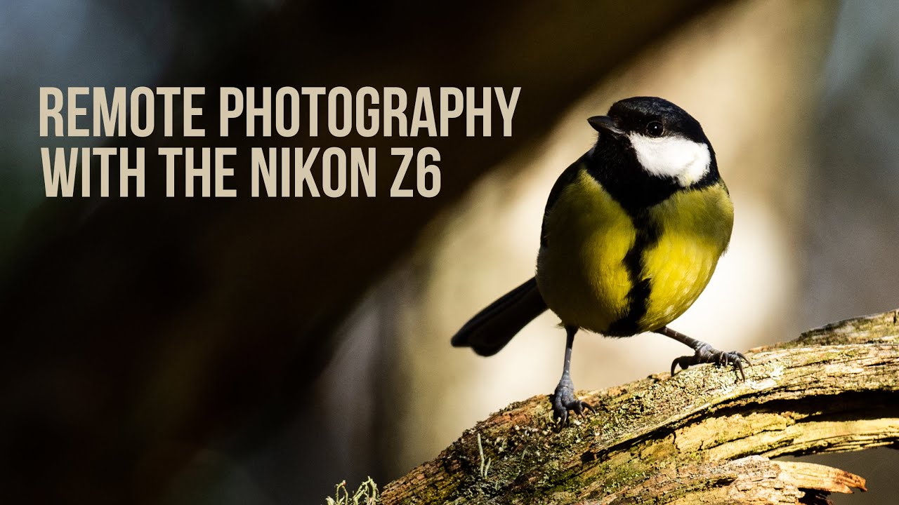 WILDLIFE PHOTOGRAPHY || Getting Close To Birds | Nikon Z6 & Snapbridge