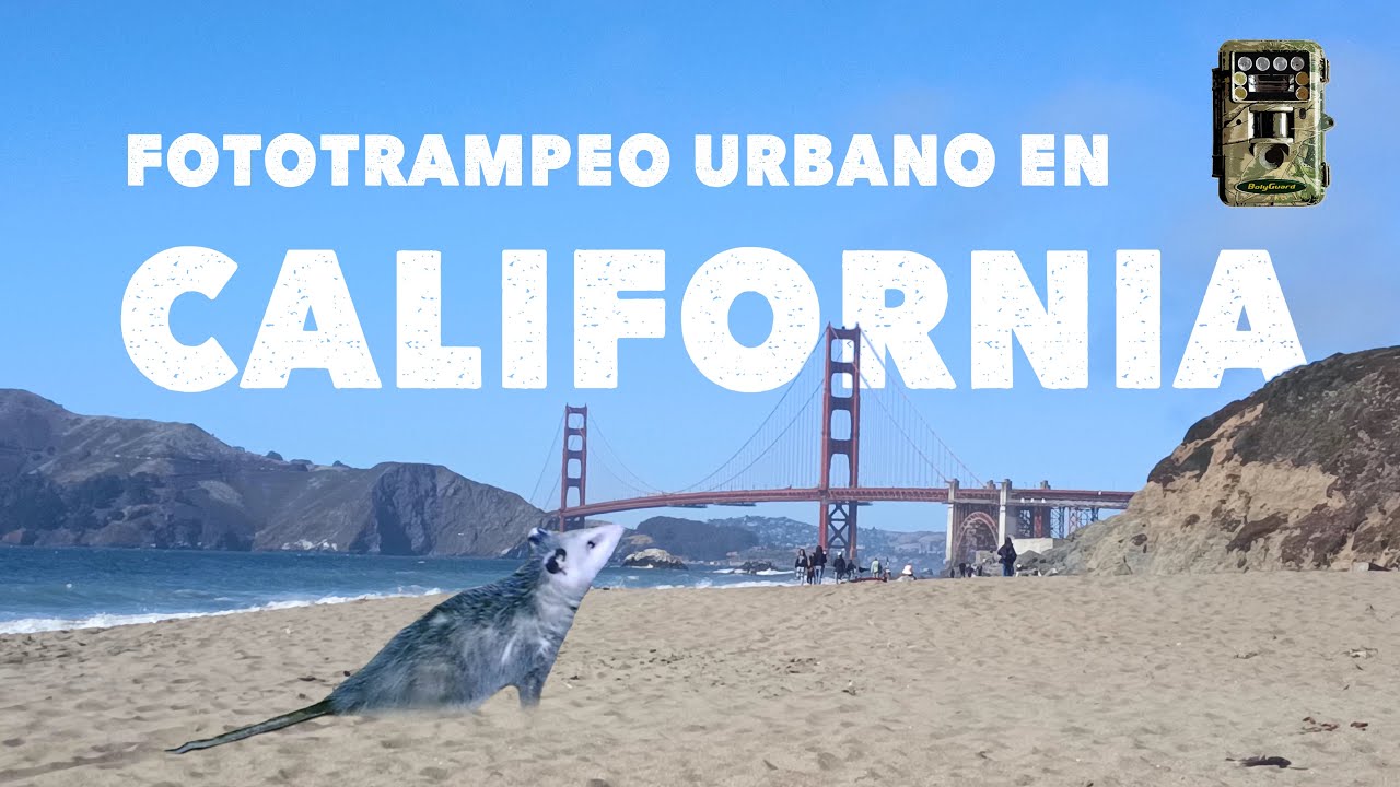 Fototrampeo urbano en California. #29
