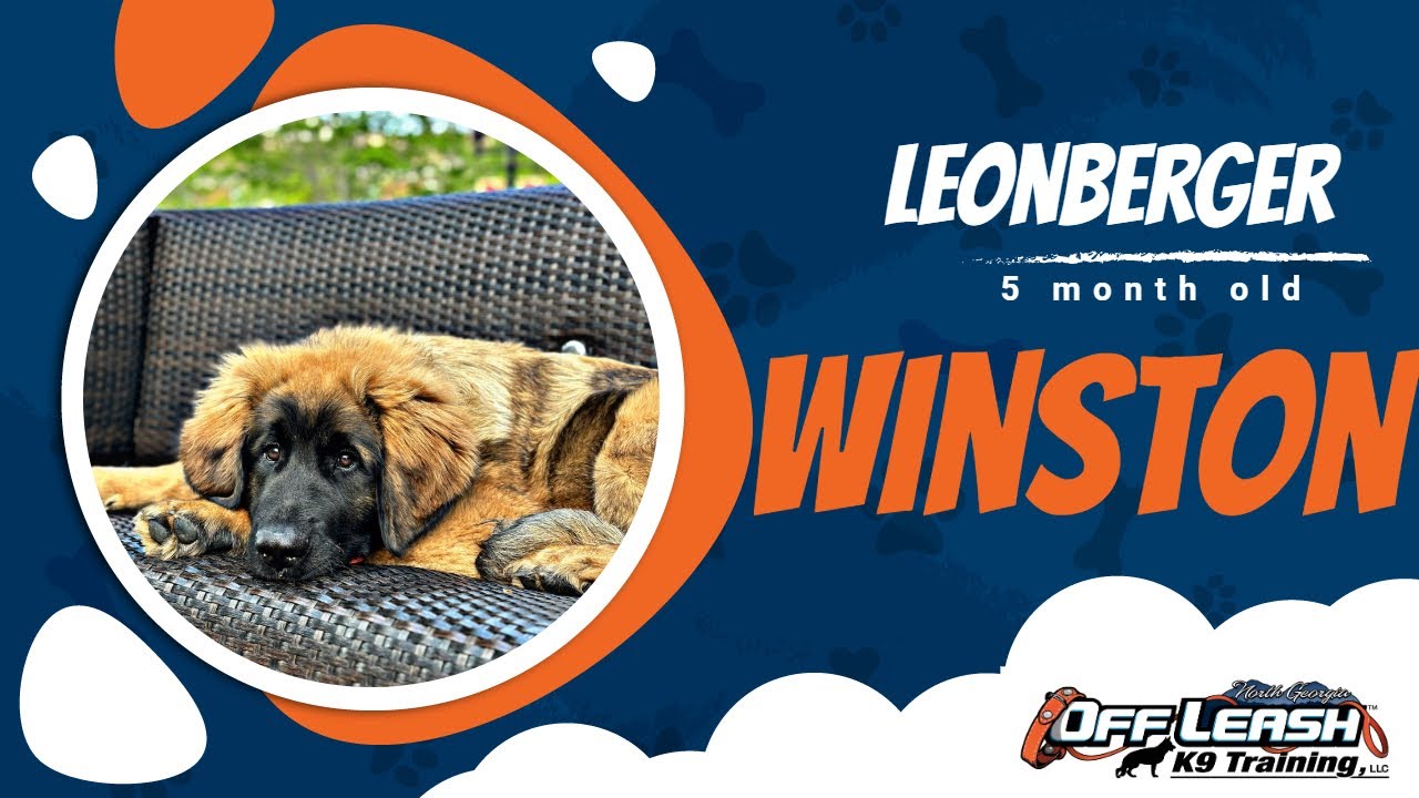 Winston the 5-Month-Old Leonberger | Amazing 2-Week Obedience Transformation!
