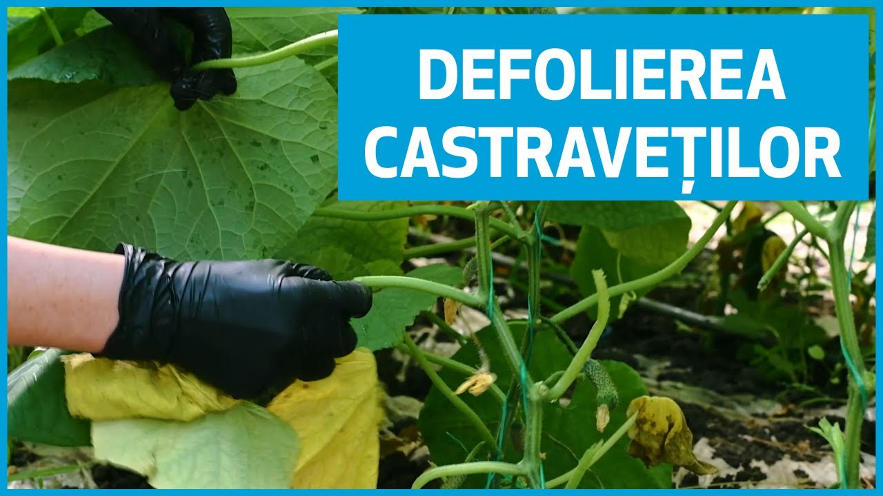 Defolierea Castraveților | Ferma Marcoser