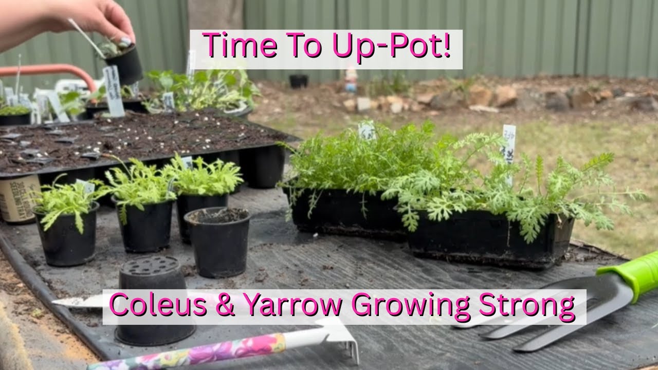 Time To Up-Pot🪴| Coleus & Yarrow Need More Room 🌱