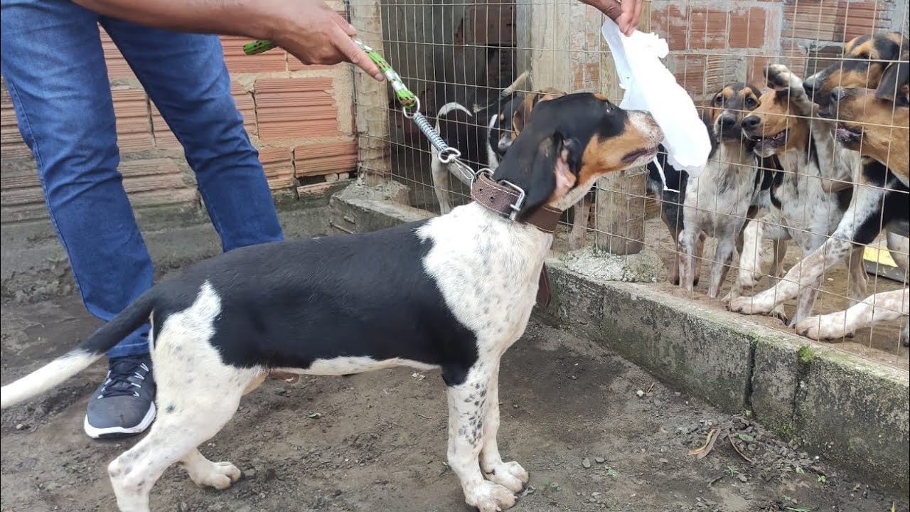 Meu cachorro comeu plástico o que devo fazer?