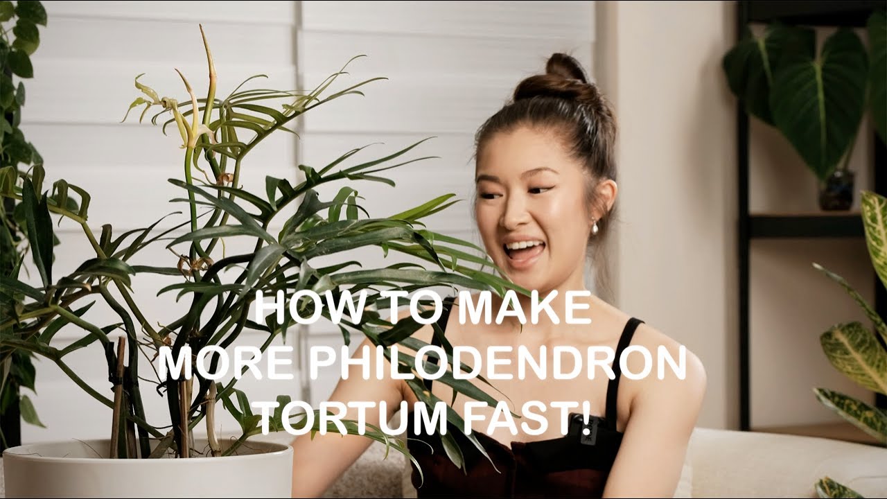 MAKE MORE PHILODENDRON TORTUM FAST!