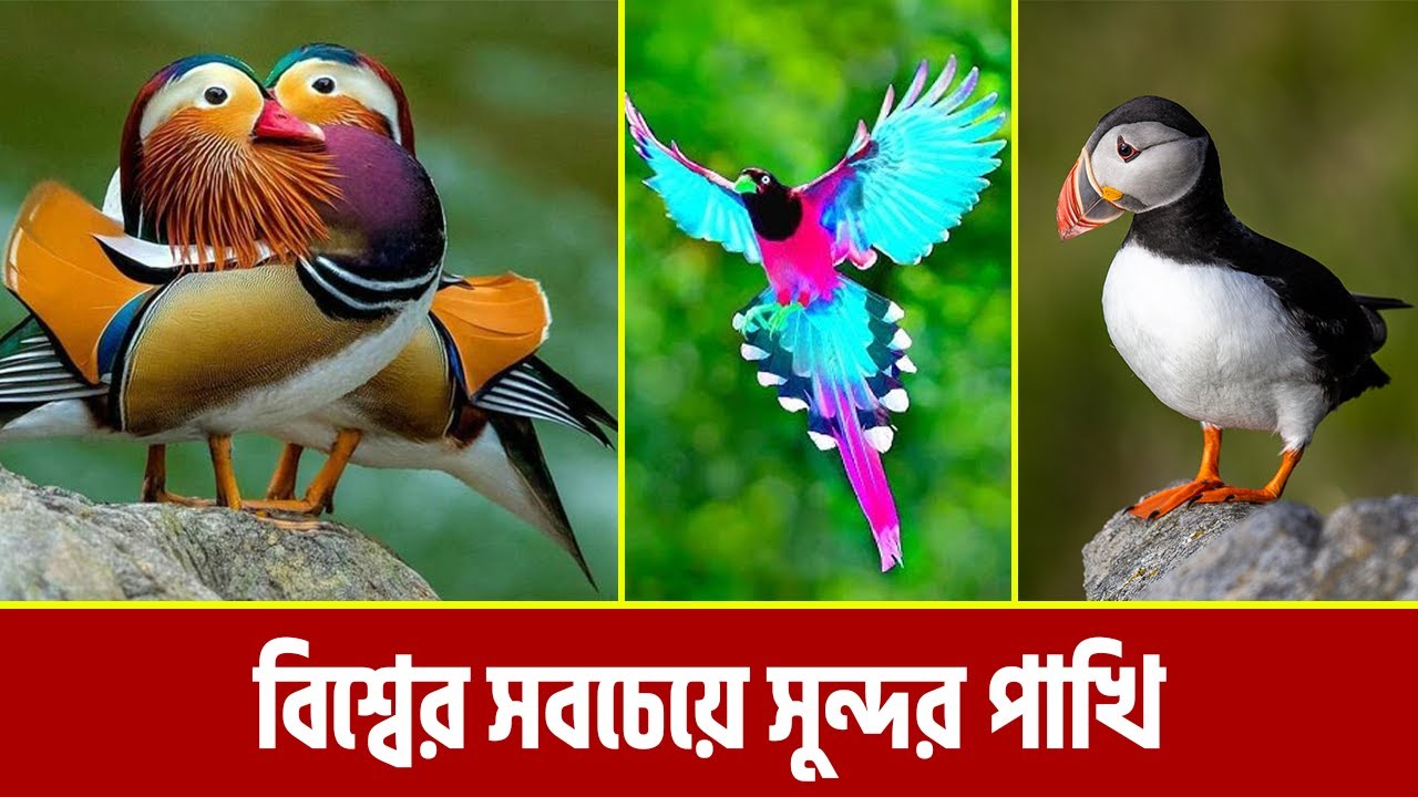 বিশ্বের সবচেয়ে সুন্দর  ৫ টি পাখি | অদ্ভুত পাখি | Most Beautiful Bird In The World!