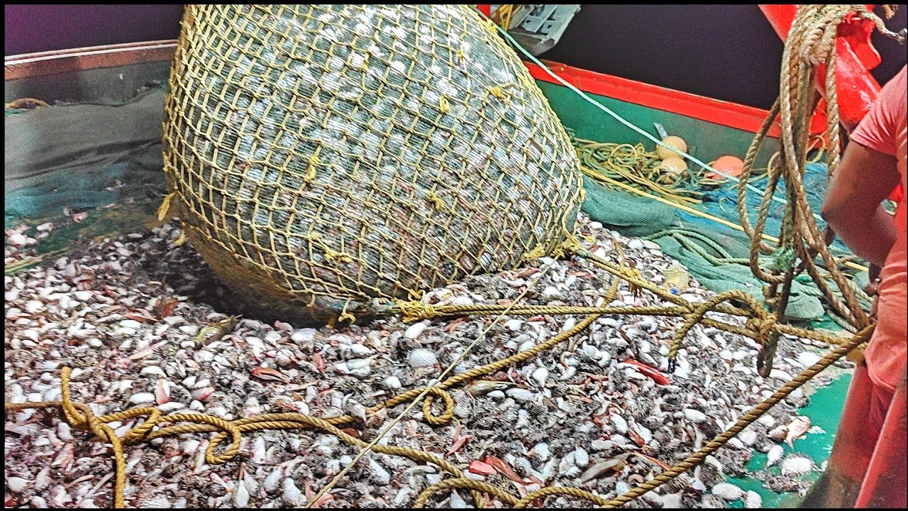 ⚓2வது நாள் இரவு வலையில் சிக்கிய 2டன் முள்ளு பேத்தை மீன்கள்|#mandapammeenavan #fishingvideo #seafood 