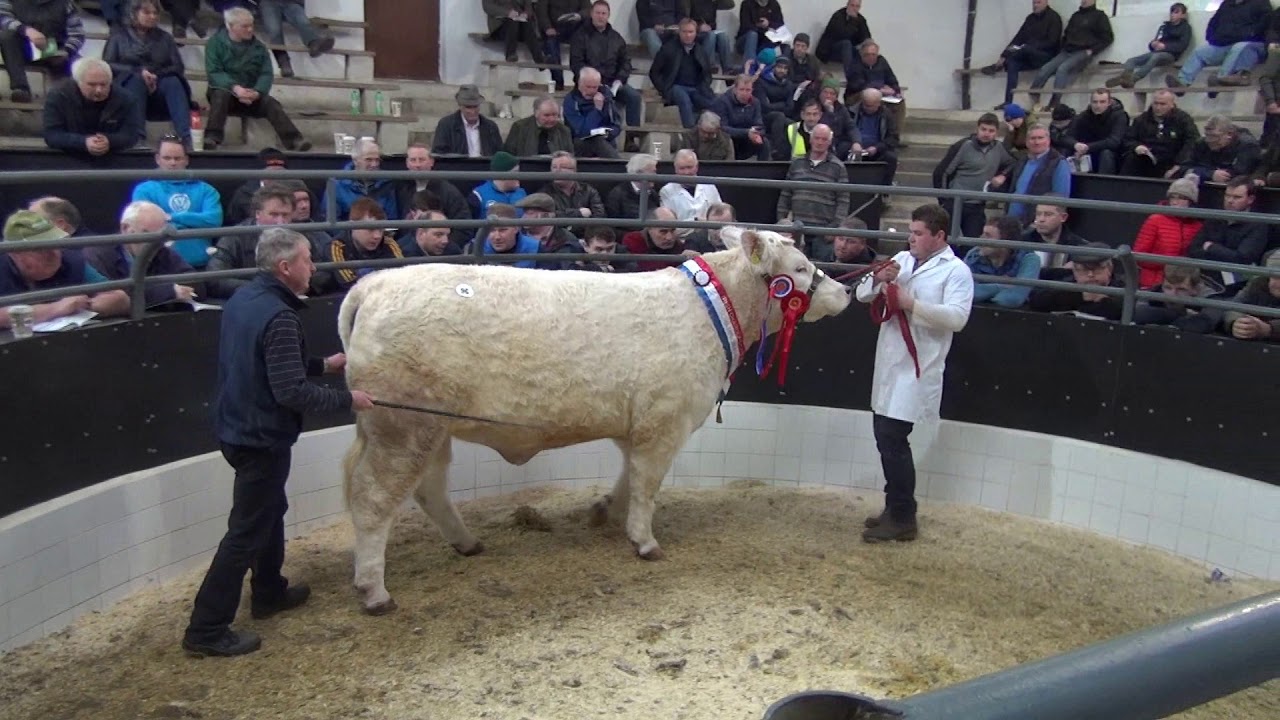 Irish Charolais Premier Sale March 2018 (Female Section)
