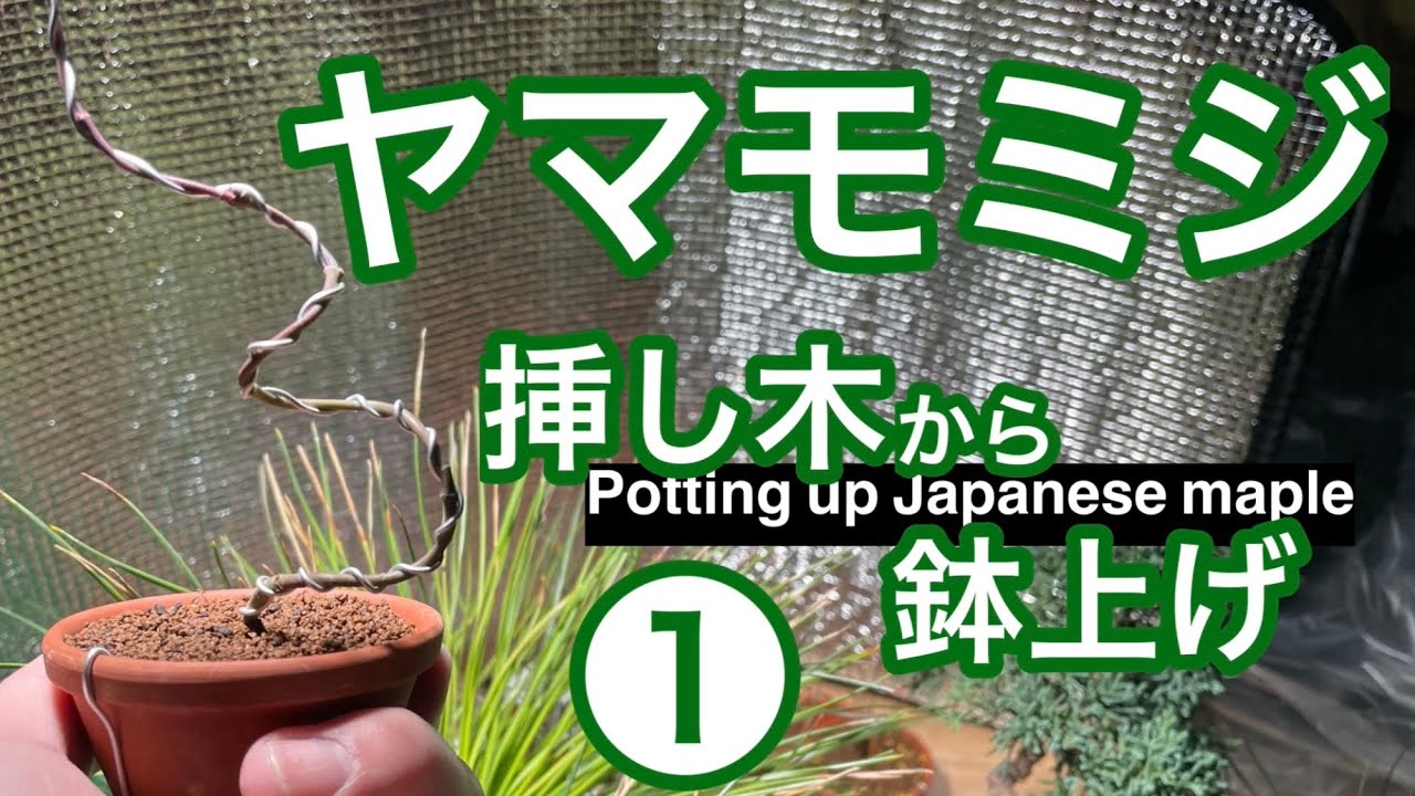 挿し木モミジの鉢上げ① / Potting up cuttings of Japanese maple