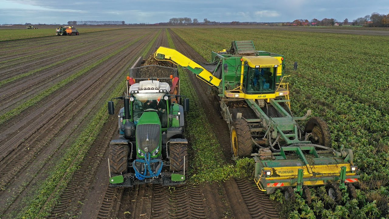 Chicory harvest with 3 Ploeger AR-4B | Récolte des Endives (chicorée) | Witlofoogst bij Jan Bakker