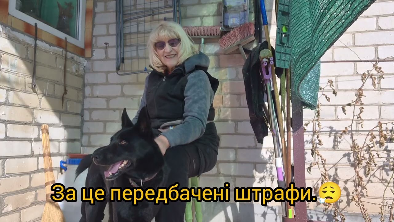 У Джека процедури//Тренування//І чому білий язик?Паспорт Тварин в 