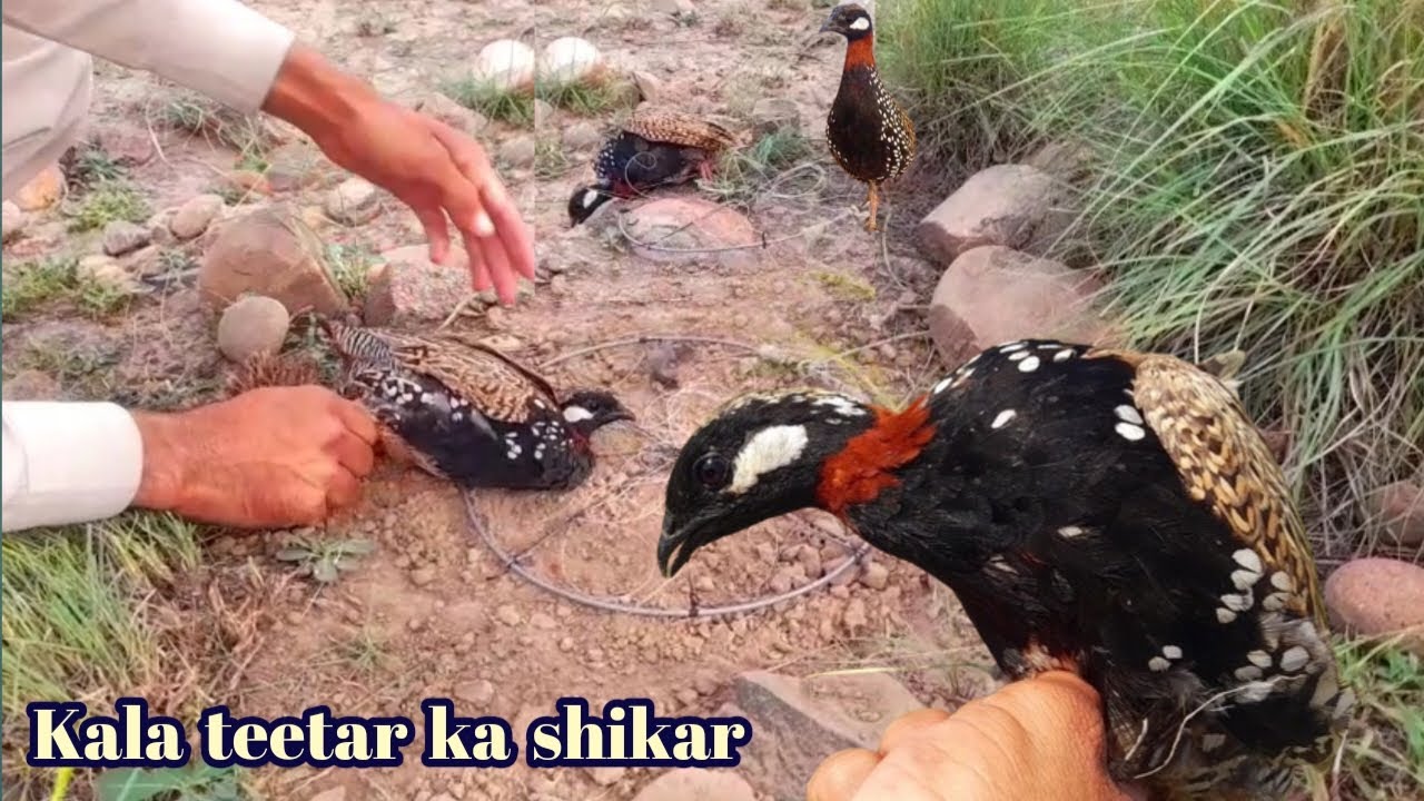 Black Francolin Hunting | How To Make a Francolin Trap | Kala Teetar Ka Shikar | Partridge Hunting