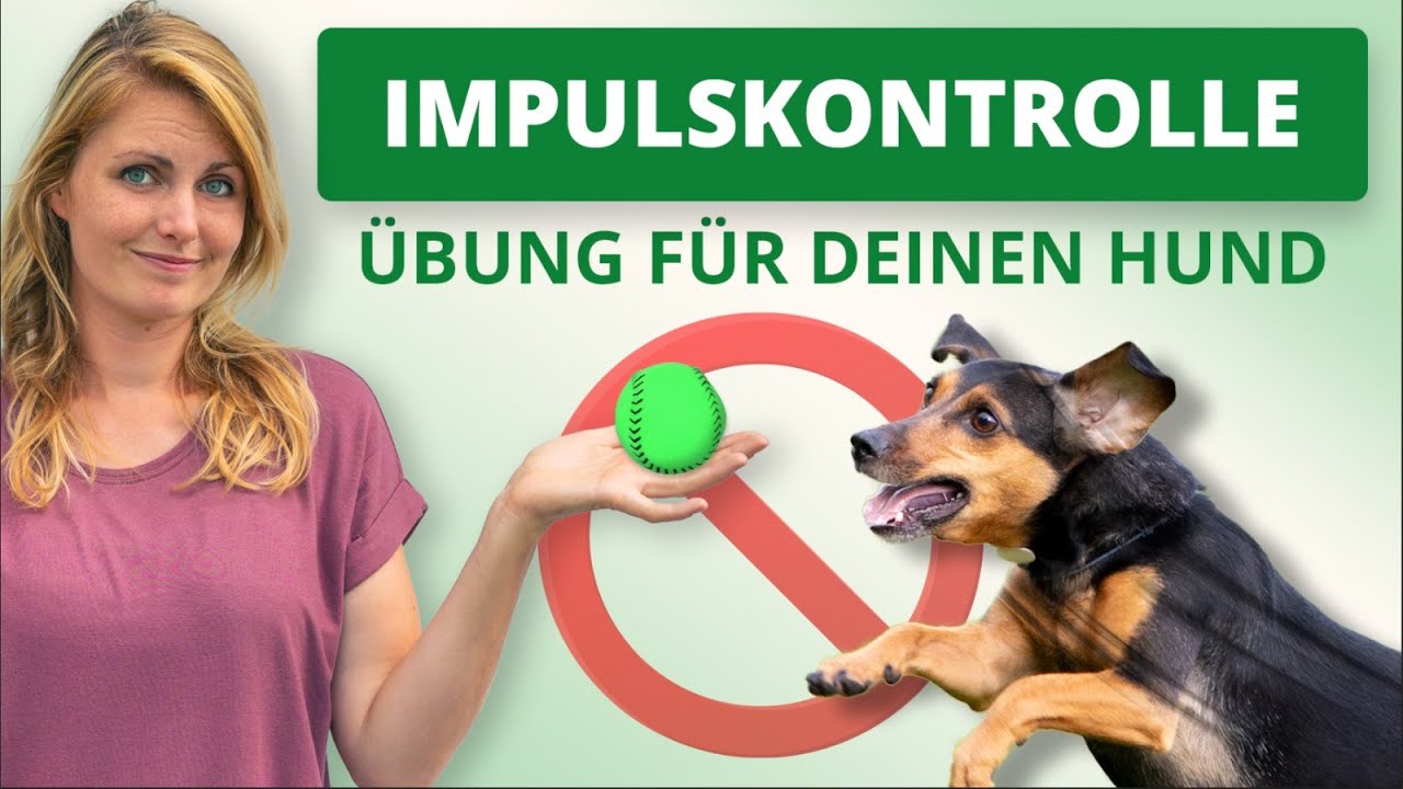 Impulskontrolle im Hundetraining: Grundlage f&uuml;r ein gutes Antijagdtraining