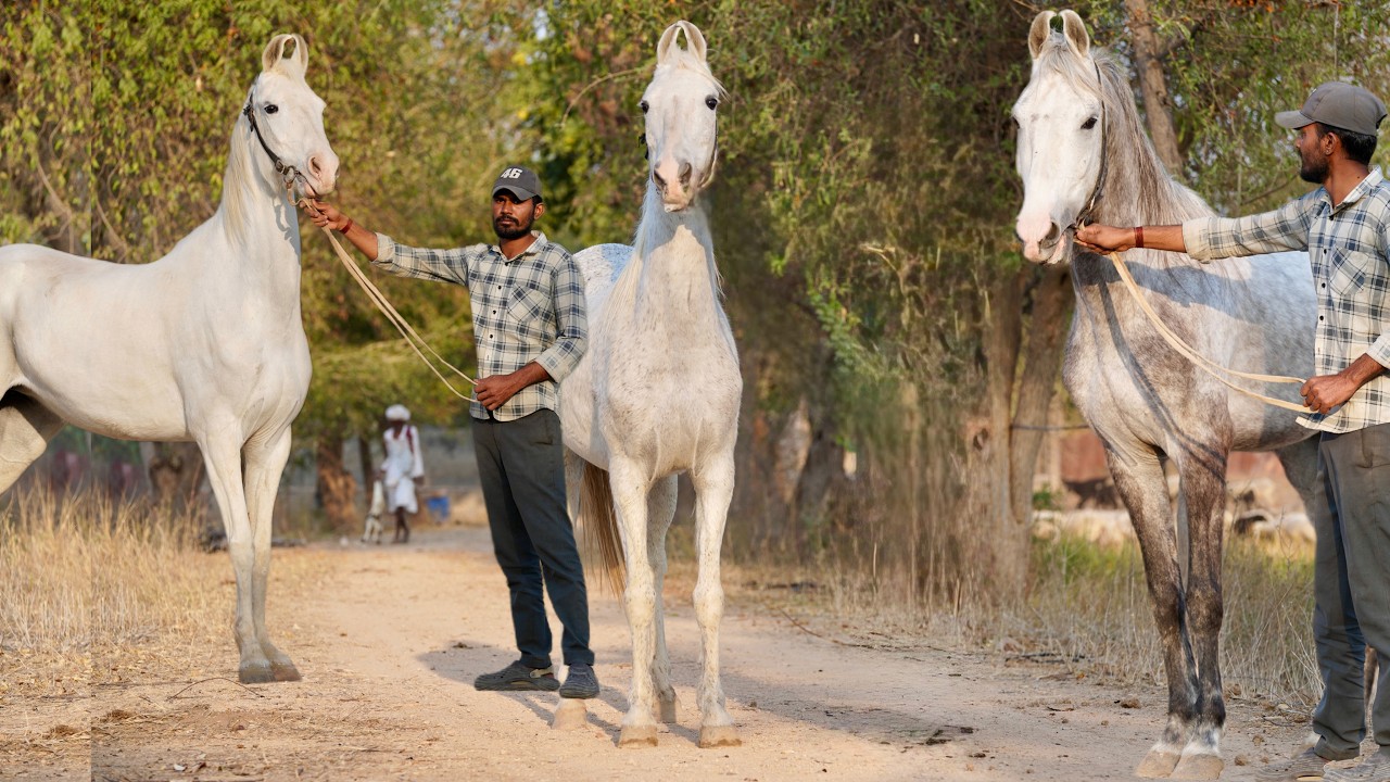 हिमालय पेड़ीगिरी के अश्व Shivkund Stud Farm jalore