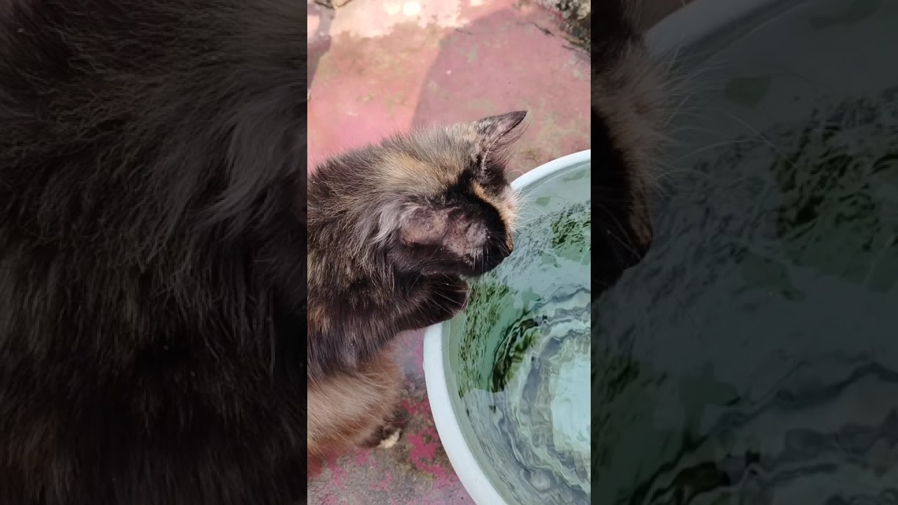 CAT#love #cat #subscribe 