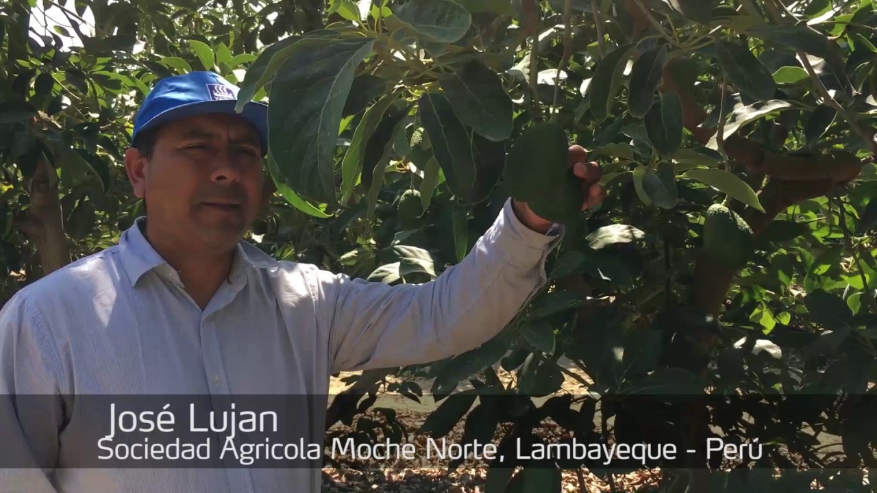 Palto: Testimonial programa nutricional, Lambayeque - Perú