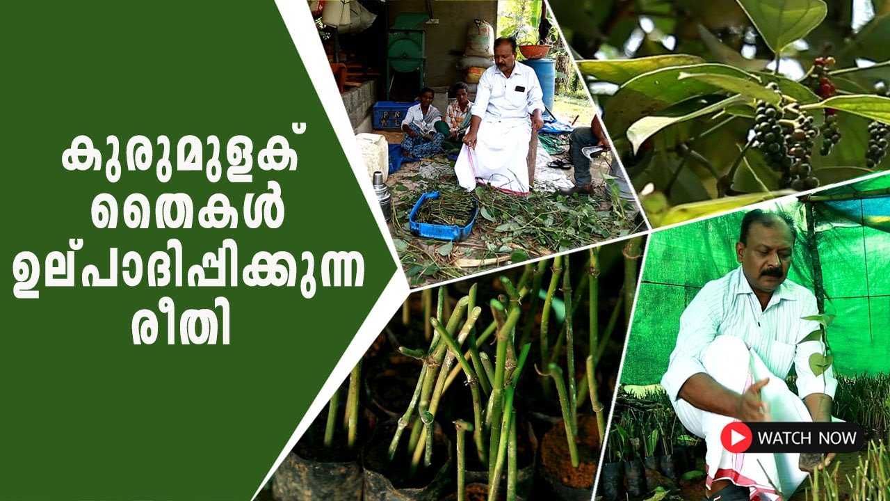 കുരുമുളക് തൈകൾ ഉല്പാദിപ്പിക്കുന്ന രീതി ശ്രീ ജോണി ഇടശേരി വിശദമാക്കുന്നു | Kurumulaku Thaikal