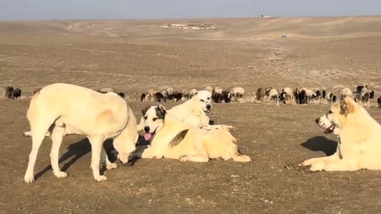 When Lambs Play, They Stay Healthy#alabaidogs #گوسفند#dog 