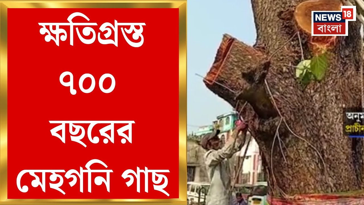 Hooghly News | অত্যন্ত দামী মেহগনি গাছের ডাল ছেঁটে ফেলায় চুঁচুড়ায় উত্তেজনা | Bangla News