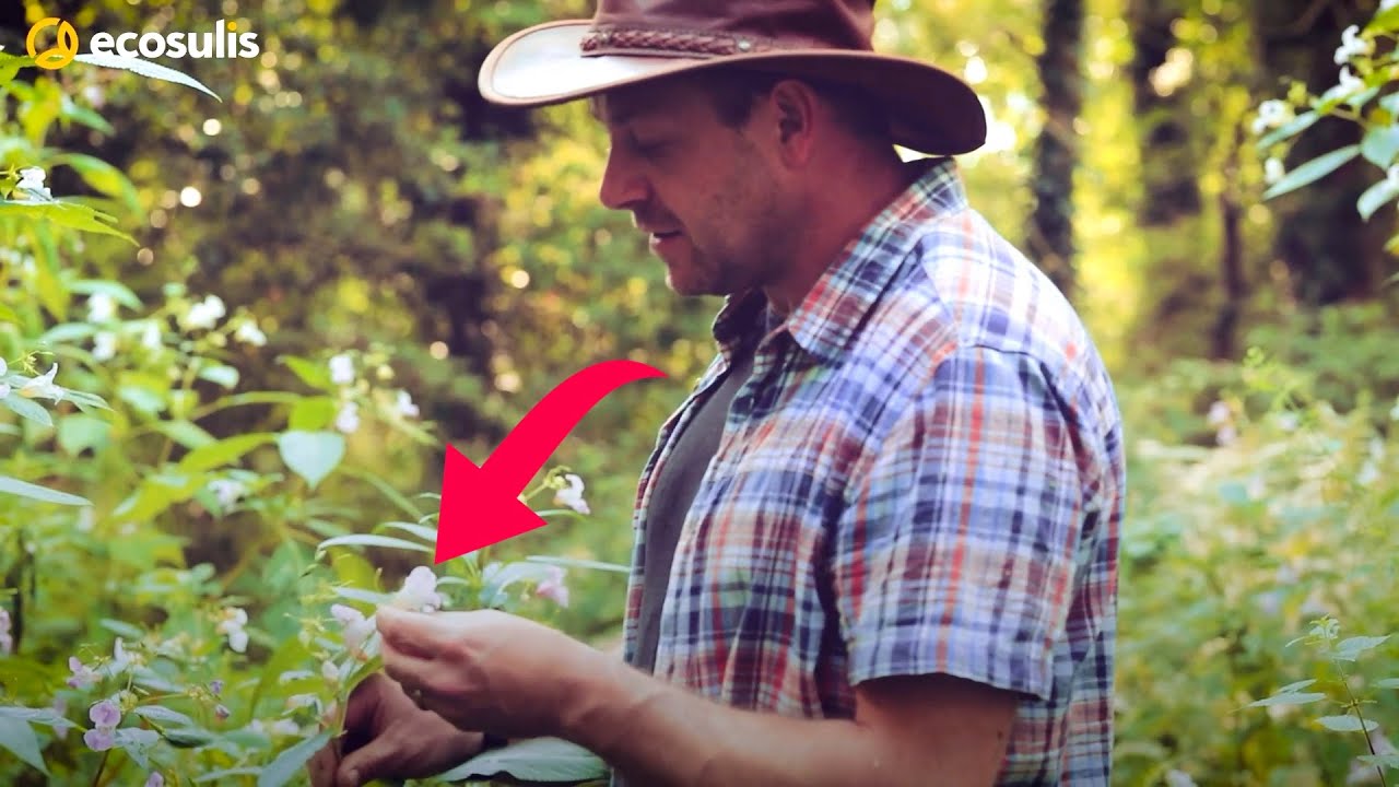 What is Himalayan Balsam?