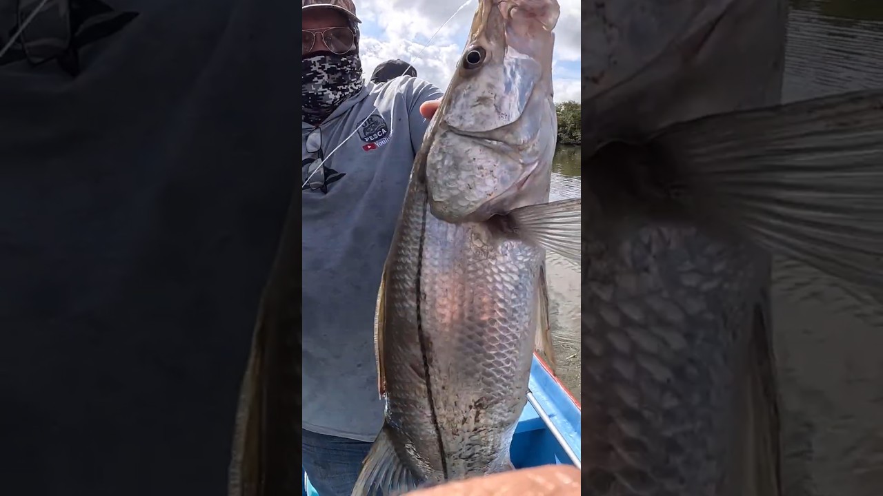 Robalo 