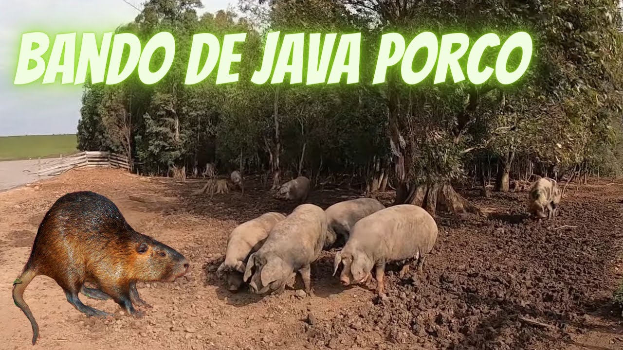 Achamos um bando de Java porco e um rat&atilde;o do banhado