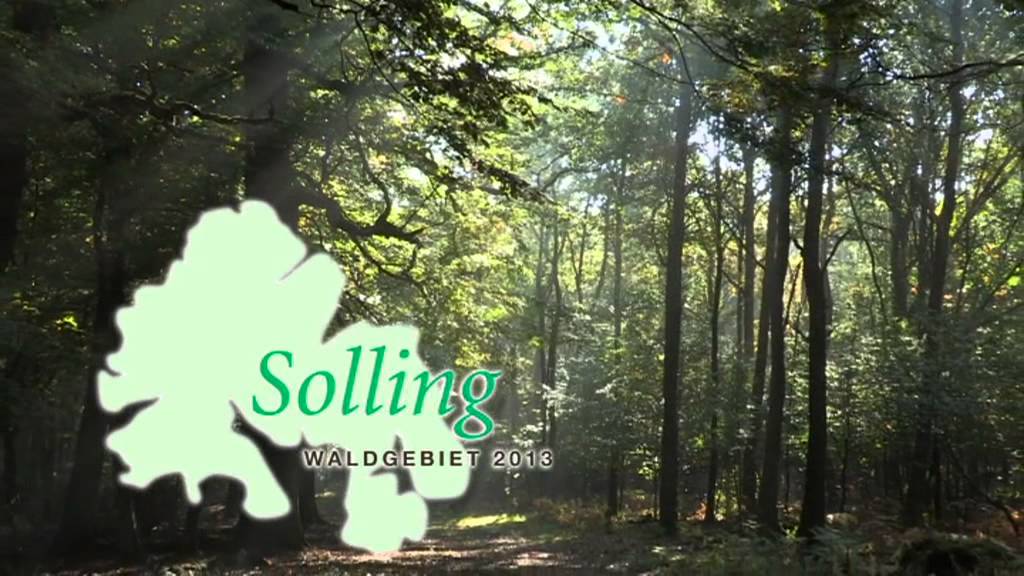 Der Solling - Waldgebiet des Jahres 2013