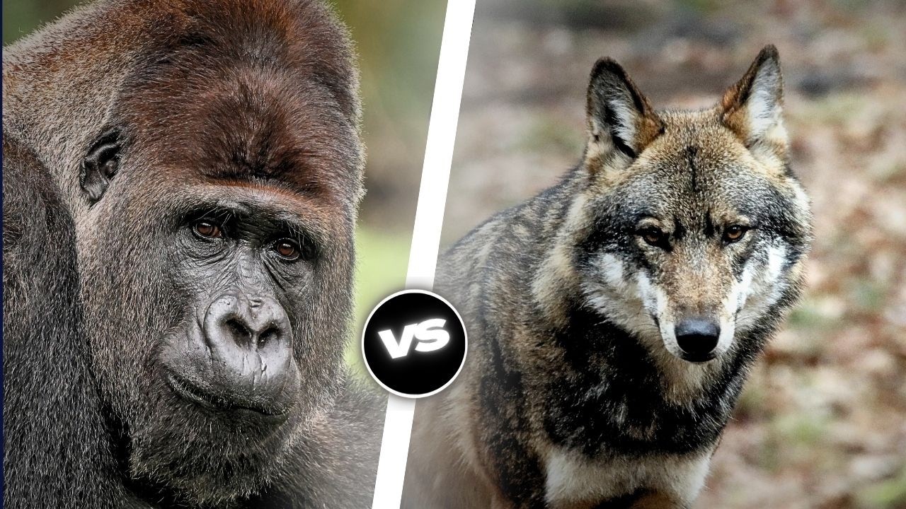 Gorille VS Loup: Qui sera vainqueur?