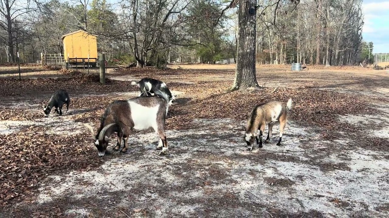 Goats on the Loose: Acorn Feast in the Wild!” 🌰🐐