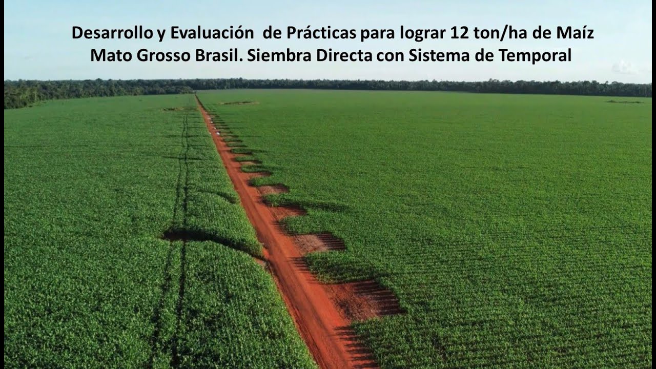 Atider.- Avances en el desarrollo del ma&iacute;z en mato grosso al 26/03/2024,  ya el cultivo en floraci&oacute;n