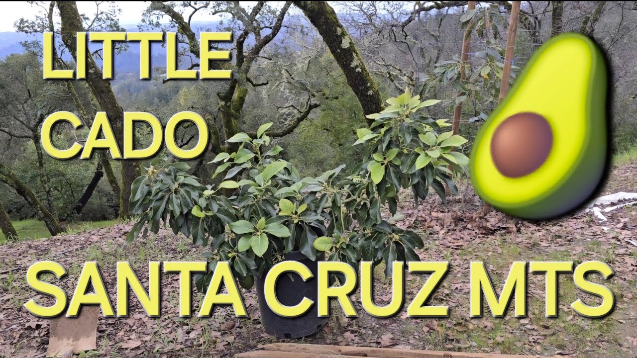 PLANTING A LITTLE CADO (WURTZ) AVOCADO TREE IN LOS GATOS CALIFORNIA 🥑🌿