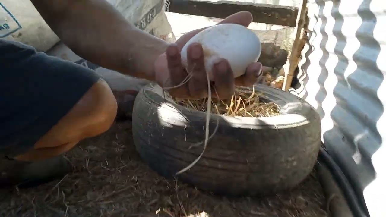 Setting up a goose nest using old tire