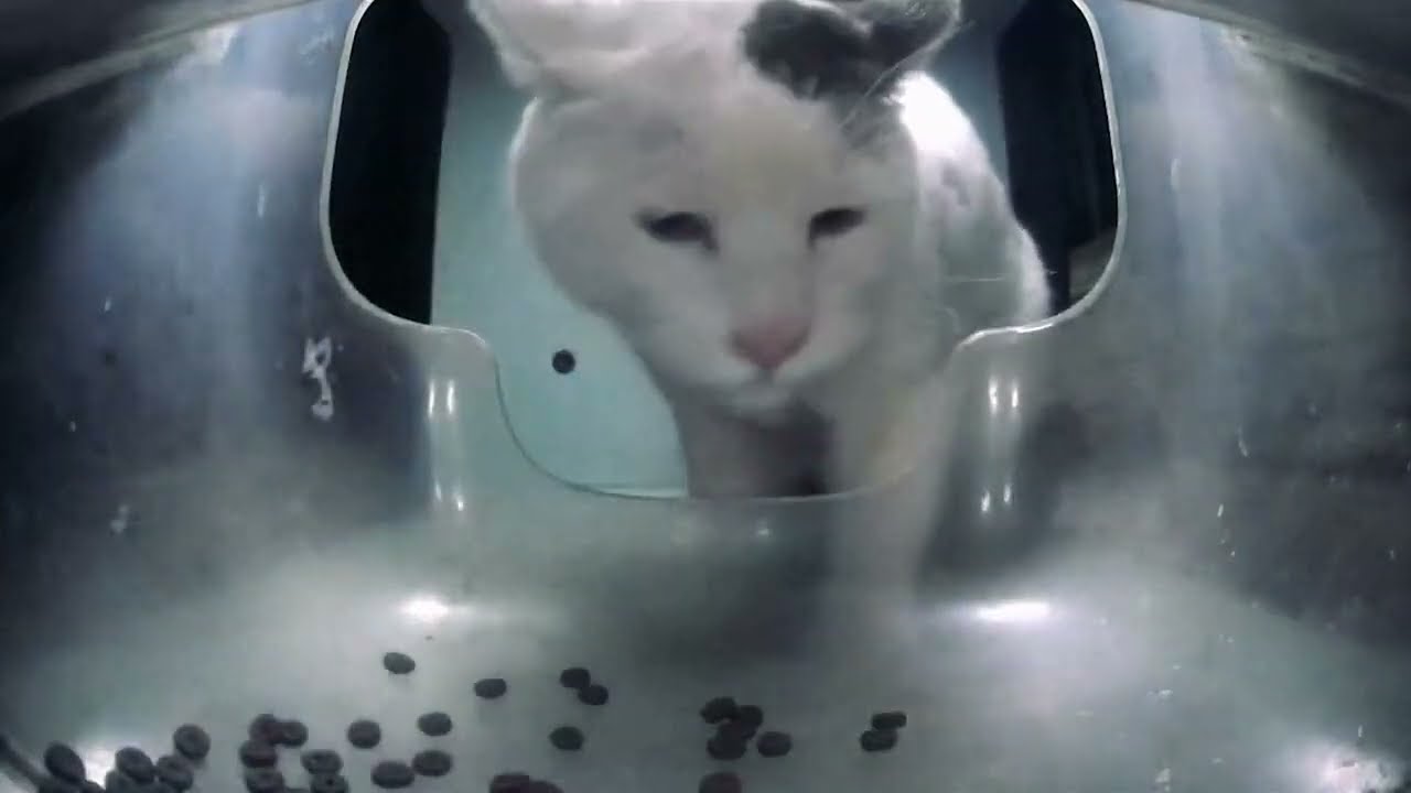 We Spotted Cats All Day at Baldie Carrot Feeder! 😸💞 Street Cat Edit