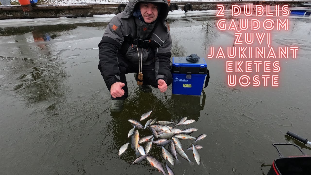 Baltos žuvies gaudymas uoste jaukinant eketes.