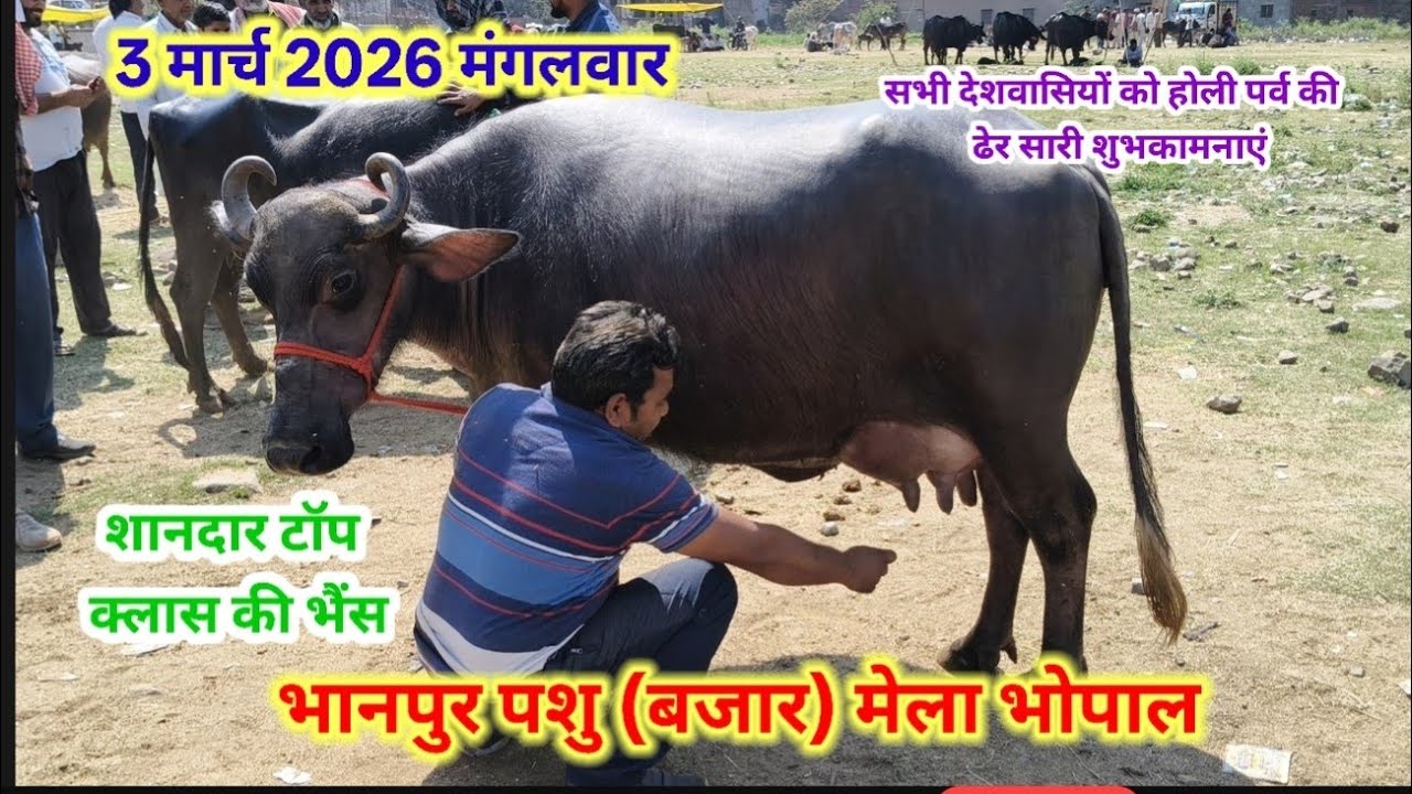 भैंसों की कीमत में हुआ बड़ा इजाफा || भानपुर पशु मेला भोपाल🐂🐃 || 3 मार्च 2026 मंगलवार