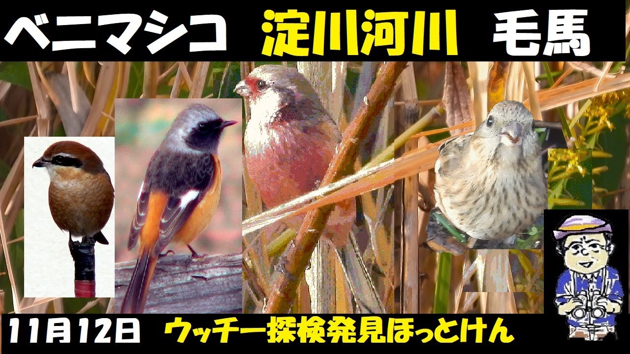 大阪ビル街の淀川でベニマシコが！！淀川河川敷毛馬公園（大阪）、野鳥観察、うっちー探検発見ほっとけん、内山裕之