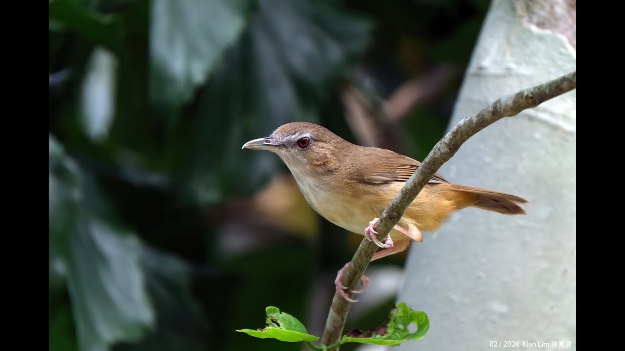 Abbott's Babbler in Malaysia Feb2024 Perlis