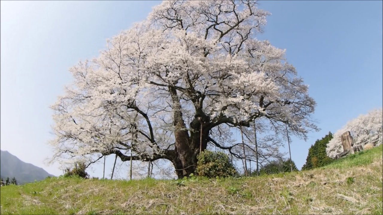 醍醐桜　2018                                  #cherry tree　   #big cherry tree     ＃JAPAN     #SAKURA