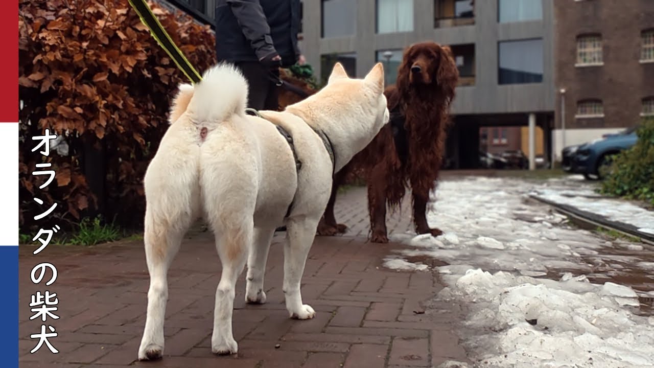 柴犬柿丸  おりこうワンコ達にかまってもらえない柴犬｜オランダ散歩・環境音