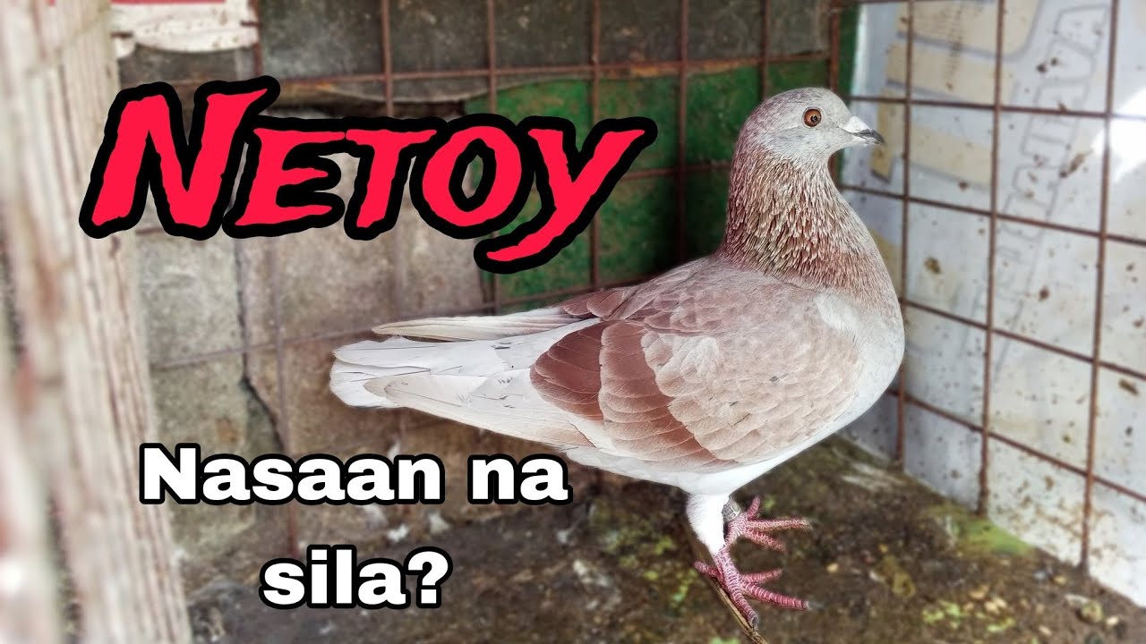 Nasaan na nga ba ang mga Netoy na kalapate na ina ayawan ng mga Fancier?