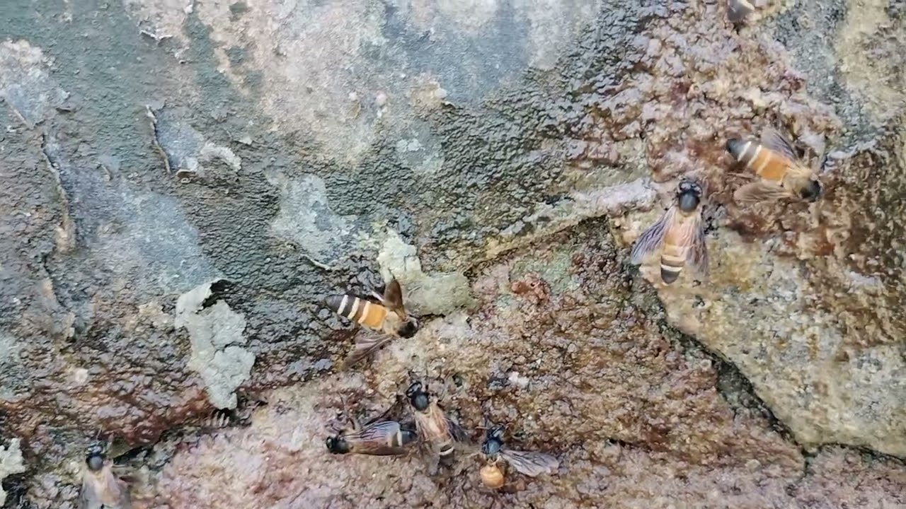 मधुमक्खी पालन किसान भाईयों के लिए उपयोगी है 
