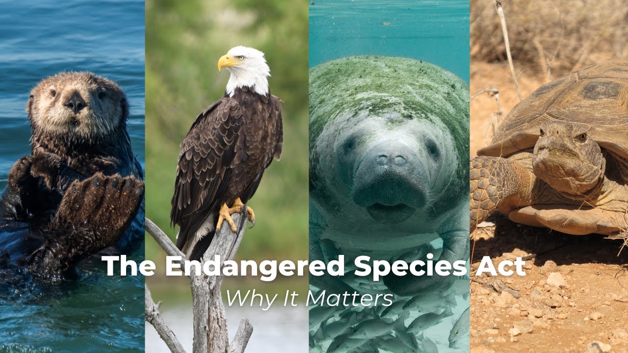 The Endangered Species Act: Why It Matters