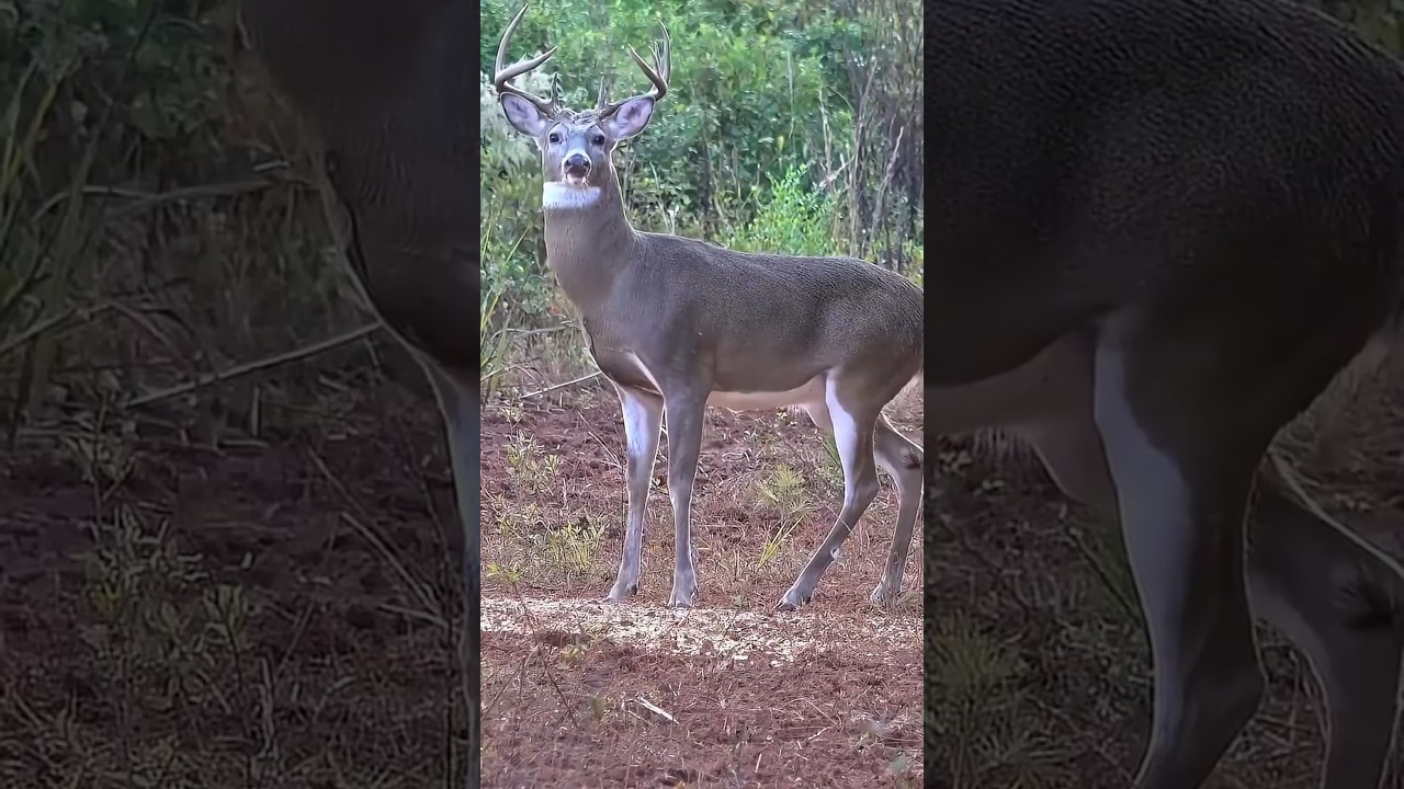 The deer will be able to escape from the hunter.हिरण शिकारी से बच निकलने में सफल हो जाएगा