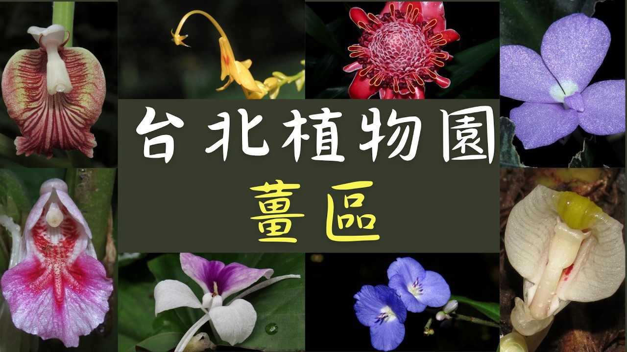 超多沒看過的薑花都在這裡，數十種薑花一次收齊，就在台北植物園薑區。