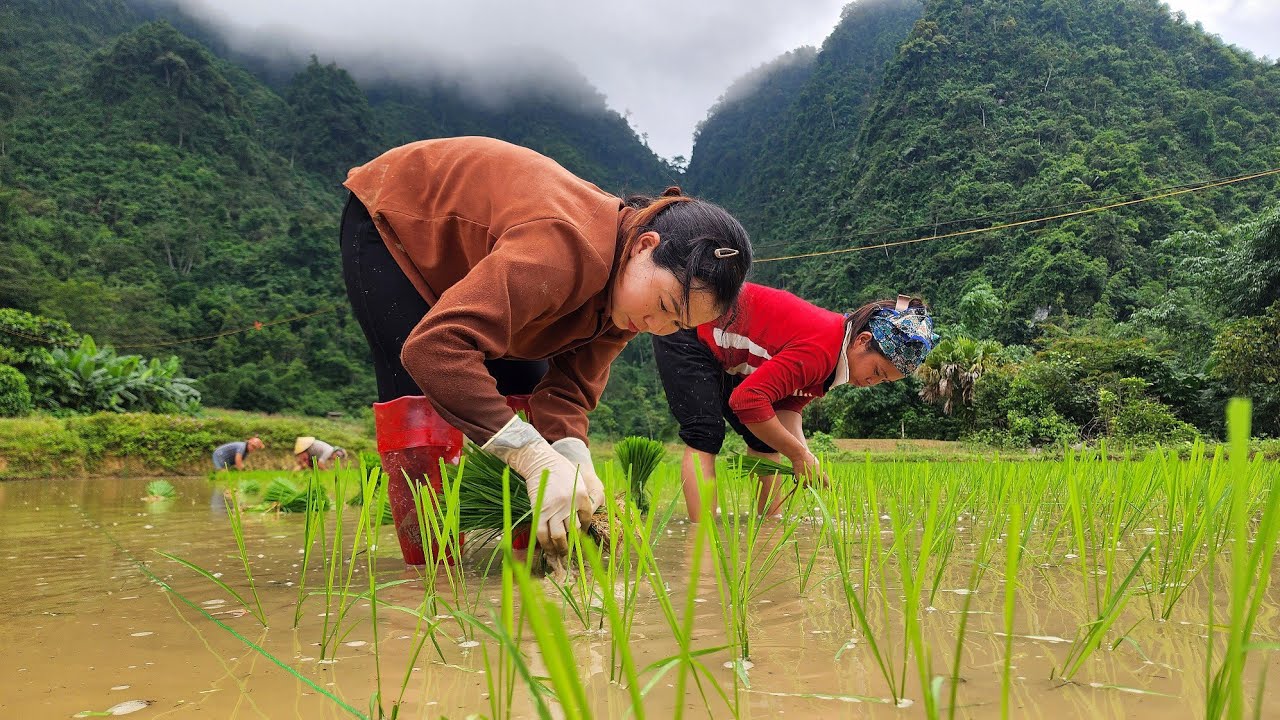 How to grow rice in our country Vietnam.