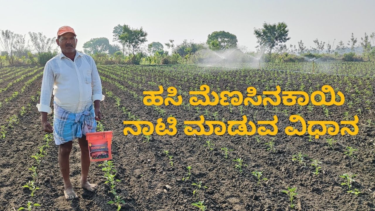 Green chilli cultivation | ಹಸಿ ಮೆಣಸಿನಕಾಯಿ ನಾಟಿ ಮಾಡುವ ವಿಧಾನ ಭಾಗ-1 | A-Z ಸಂಪೂರ್ಣ ಮಾಹಿತಿ |kannada vlog