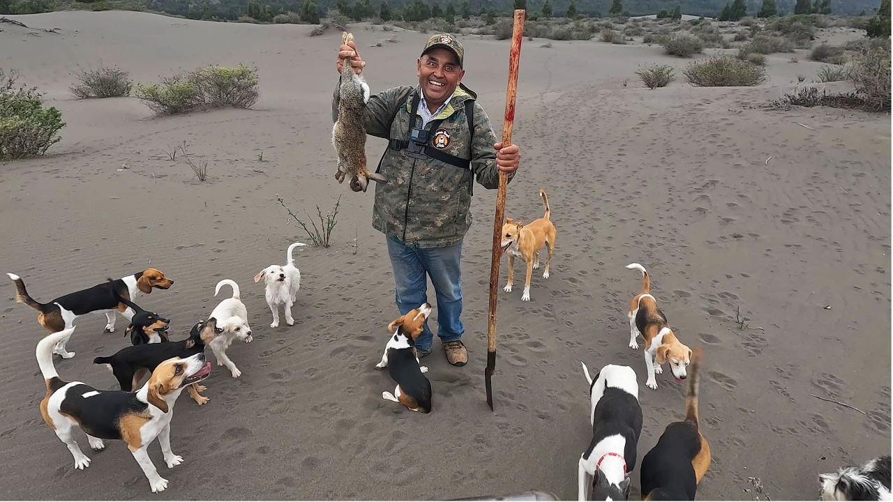 #36 - Buscando la Liebre en la Arena Caceria de Conejos con perros Cap&iacute;tulo 36 