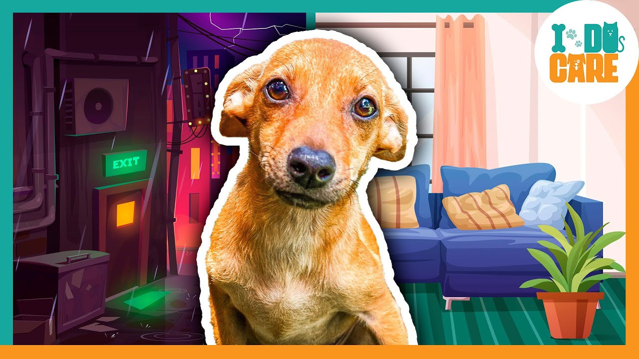 Rejected Puppy Finally Gets a Forever Home
